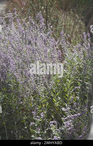 Perovskia atriplicifolia, sauge russe Banque D'Images