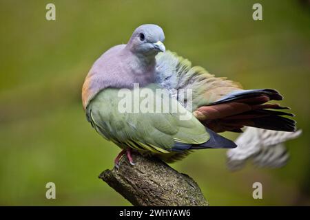 Pigeon vert à col rose (Treron vernans) un pigeon natif de Singapour. Banque D'Images
