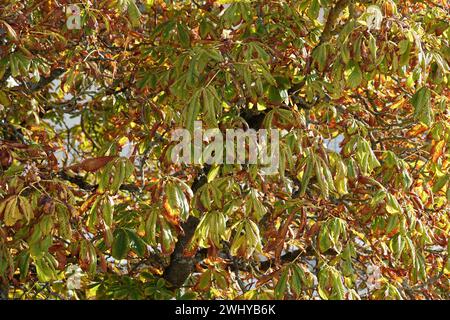 Aesculus hippocastanum, châtaigne, automne Banque D'Images