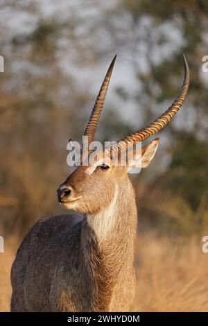 Portrait d'un mâle cobe à croissant (Kobus ellipsiprymnus), Kruger National Park, Afrique du Sud Banque D'Images