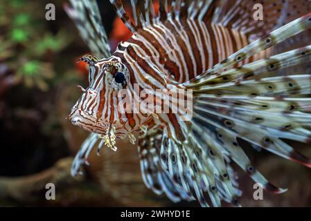 Vue de face du poisson lion avec nageoires évasées Banque D'Images