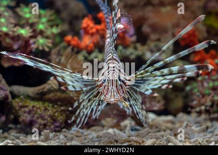 Vue de face du poisson lion avec nageoires évasées Banque D'Images