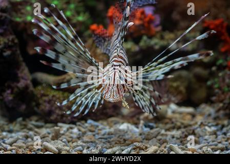 Vue de face du poisson lion avec nageoires évasées Banque D'Images