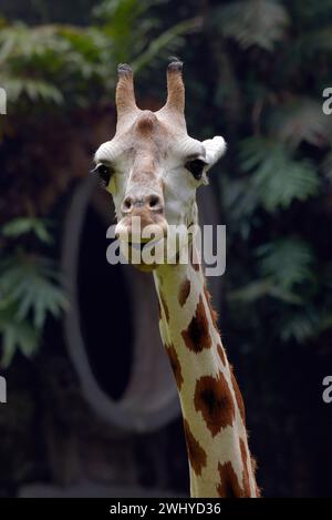 Portrait d'une girafe dans leur cage Banque D'Images
