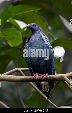 Gros plan photo d'un pigeon nicobar Banque D'Images