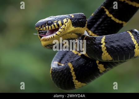 Serpent de chat à anneau d'or essayant d'attaquer Banque D'Images