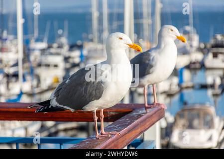 Mouettes de mer par East Marina à Pier 39, Fisherman's Wharf District, San Francisco, Californie, États-Unis Banque D'Images