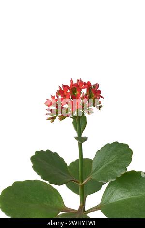 fleurs de kalanchoe rouge vif avec des bourgeons, aka katy flamboyant ou frisson de veuve, gros plan de succulente floraison populaire avec petite ou petite longue durée Banque D'Images