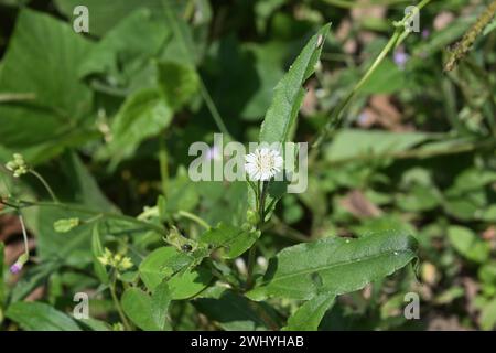 Une petite fleur blanche fausse Marguerite (Eclipta prostrata) fleurit dans une pelouse. Cette plante, également connue sous le nom de Keekirindiya, Karisalankanni, bhri Banque D'Images