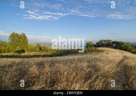 Californie du Nord, arrière-pays, chênes, granges abandonnées, paysages ruraux, charme de la campagne, beauté rustique, vieilles structures, bois de chêne Banque D'Images
