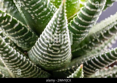 Gros plan d'une plante succulente Haworthia Attenuata ou Zebra Plant, Zebra Haworthia, Apicra Attenuata, Aloe Clariperla Banque D'Images