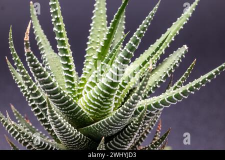 Gros plan d'une plante succulente Haworthia Attenuata ou Zebra Plant, Zebra Haworthia, Apicra Attenuata, Aloe Clariperla Banque D'Images