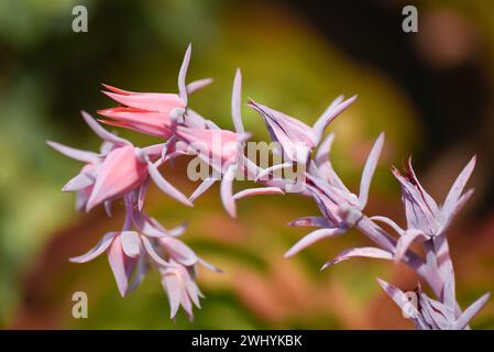 Macro photographie, Lanceleaf Dudleya lanceolata, succulent détails, beauté en gros plan, élégance botanique, les subtilités de la nature Banque D'Images