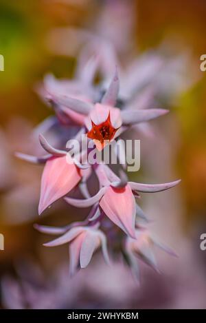 Macro photographie, Lanceleaf Dudleya lanceolata, succulent détails, beauté en gros plan, élégance botanique, les subtilités de la nature Banque D'Images