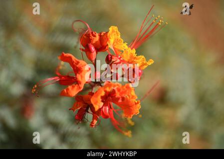 Macro photographie, fleur de paon, Caesalpinia pulcherrima, détails floraux, beauté en gros plan, élégance botanique, les subtilités de la nature Banque D'Images