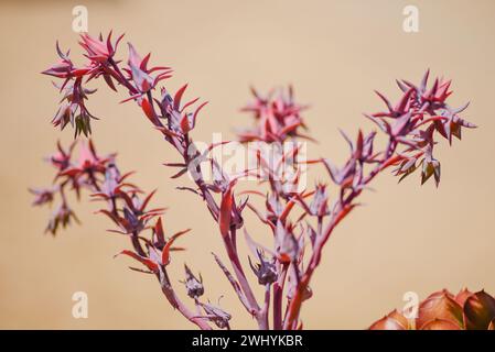 Macro photographie, Lanceleaf Dudleya lanceolata, succulent détails, beauté en gros plan, élégance botanique, les subtilités de la nature Banque D'Images