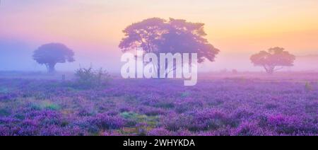 Parc national de Zuiderheide Veluwe, bruyère rose pourpre en fleur, chauffage en fleur sur le Veluwe Banque D'Images