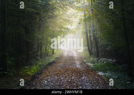 Sentier à travers une forêt de feuillus avec les premiers rayons de soleil sur un matin brumeux en automne, paysage pittoresque dans le nord de l'Allemagne, Banque D'Images