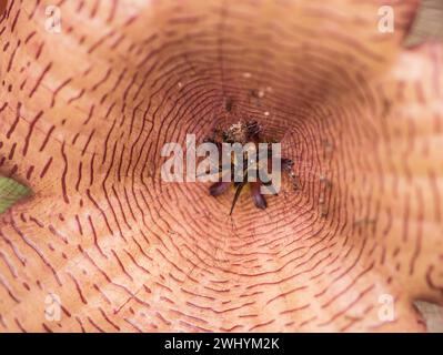 Stapelia gigantea, fleur de cadavre, plante succulente, fleur unique, flore inhabituelle, beauté étrange, plante exotique, aspect bizarre, espèces peu communes, la Banque D'Images