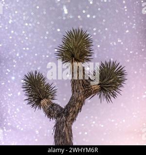Yucca tree, Joshua Tree National Park, étoiles, faible profondeur de champ, effet Brenizer Banque D'Images