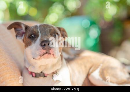 Mignon, Pitbull, Blanc, manteau brun, paresseux, heureux, adorable, chien, contenu, relaxant Banque D'Images