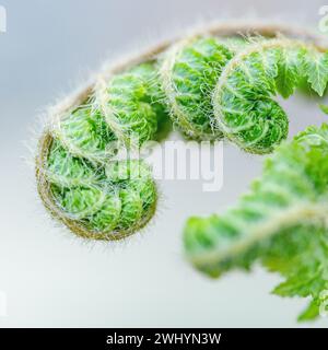 Macro, image, froncé, jeune fougère, cheveux flous, plante de bébé, séquence de Fibonacci, nature, gros plan, botanique, verdure, délicate Banque D'Images