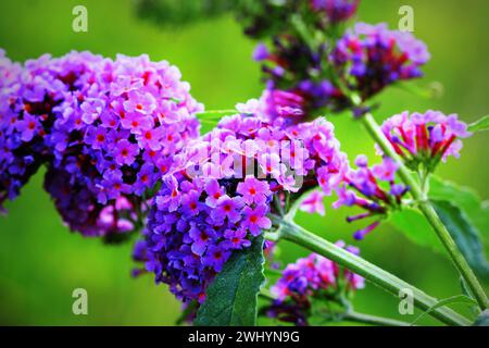 Buisson de papillons en plein essor, Buddleja davidii, papillons sucant le miel Banque D'Images