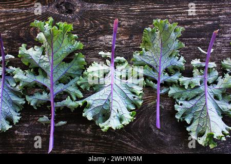 Feuilles de chou rouge ou en russe sur fond de bois foncé de kale. Banque D'Images