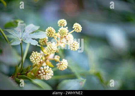 Macro, photo, Fatsia japonica, Fatsi, Paperplant, fausse plante d'huile de ricin, Détails de la plante, botanique, nature, gros plan Banque D'Images