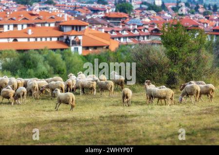 Bansko, Bulgarie et les moutons affluent Banque D'Images