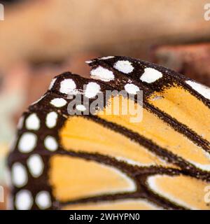 Macro, Monarch Butterfly, aile, gros plan, détail, orange, Noir, Blanc, contrastes, écailles papillon, gros plan extrême, photographie macro Banque D'Images