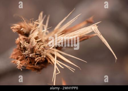 Macro, photo, brisé, piqué, branche d'arbre, gros plan, cassé, bois, fragmenté, éclaté, texture, détail, nature, examen approfondi Banque D'Images