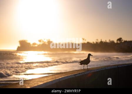 Silhouette, coucher de soleil, surfer, Longboard, chien, mouette, vif, contre-jour, Ledbetter Surf, scène côtière, silhouettes de coucher de soleil, style de vie de plage Banque D'Images