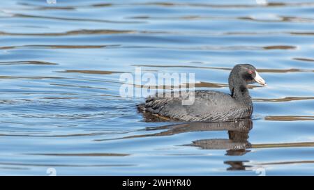 American Coot, Fulica Americana, Mud Hen, Poule d'eau, Santa Barbara, jardin Alice Keck, observation des oiseaux, espèces d'oiseaux, sauvagine Banque D'Images