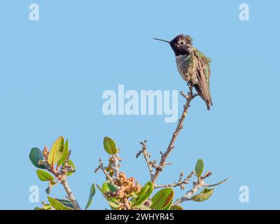 Colibri, rubis-gorge, petit, coloré, oiseau, perché, arbre, nature, faune, aviaire, minuscule, vibrant Banque D'Images