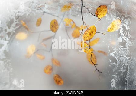 Feuilles d'automne jaune doré sur de minces brindilles suspendues derrière un verre de fenêtre gelé, carte de voeux saisonnière pour l'automne et l'hiver, copie s. Banque D'Images