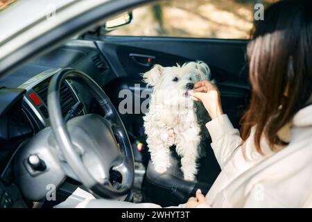 Jeune femme formant son chien mignon offrant un régal assis ensemble dans la voiture Banque D'Images