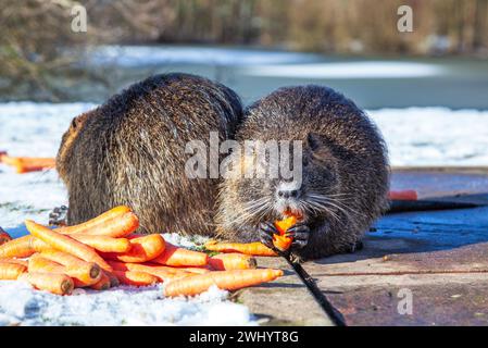 Rat musqué Ondatra zibethicus ou rongeur nutria Myocastor coypus en milieu naturel. Scène animalière Banque D'Images