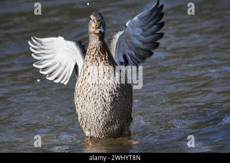 Femelles colverts toilettant leur plumage Banque D'Images