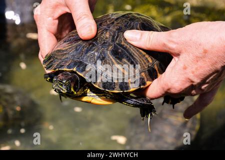 Curseur de tortues Trachemys scripta commune Banque D'Images