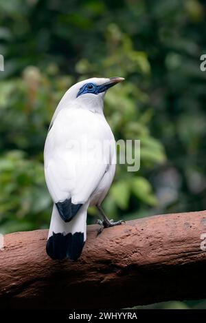 Le myna de Bali sur une souche d'arbre Banque D'Images