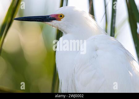 Aigrette enneigée sauvage (Egretta thula) en saison de reproduction à l'établissement Augustine Alligator Farm Rookery in conditionnés Augustine, Floride. (ÉTATS-UNIS) Banque D'Images