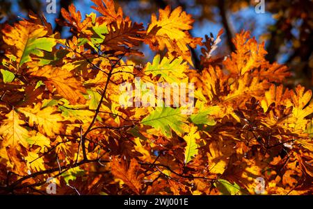 Chêne blanc (Quercus alba) dans le feuillage d'automne. Brindilles avec des feuilles changeant de couleur, dans des tons vibrants d'or et de rouge. Parc d'État de Hopkinton, Massachusetts, États-Unis Banque D'Images