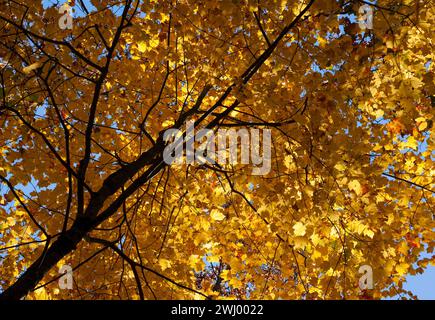 La canopée d'un érable rouge (Acer rubrum). Feuilles changeant de couleur, dans des tons de jaune vif. Feuillage d'automne de la Nouvelle-Angleterre. Hopkinton State Park, Massachusetts. Banque D'Images