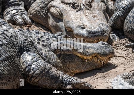 Les grands alligators américains (Alligator mississippiensis) chez un parfait Augustine Alligator Farm et Parc zoologique en préparés Augustine, Floride. (ÉTATS-UNIS) Banque D'Images