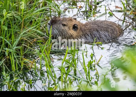 Nutria nageant et se nourrissant le long de la rive de l'étang à Bird Island Park le long de la Floride A1A à Ponte Vedra Beach, Floride. (ÉTATS-UNIS) Banque D'Images