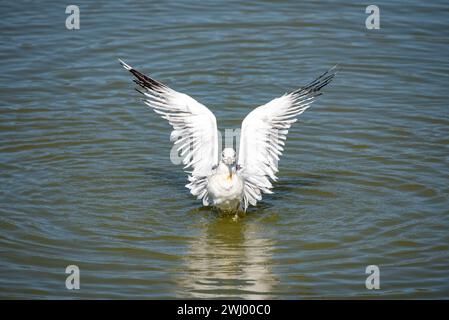 Mouettes de Californie, gros plan, debout, voler, étirement, mouette commune, Santa Barbara, oiseaux côtiers, Portrait de mouette Banque D'Images