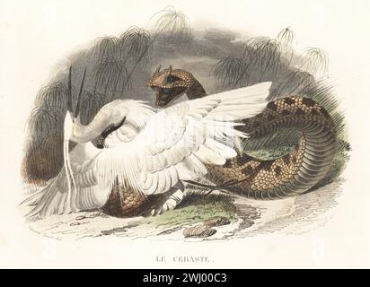 Vipère de sable du Sahara ou vipère d'Avicenne, Cerastes vipera. Attaquant sa proie, une petite aigrette, Egretta garzetta. Le ceraste, Vipera cerastes, Coluber vipera. Gravure sur acier colorée à la main par Madame Félicie Fournier et Alexandre Manceau d’après une illustration d’Edouard Travies tirée de l’histoire naturelle de Lacepede de Bernard Germain de Lacepede, comprenant les cétaces, les quadrupedes ovipares, les serpents et les poissons, Furne et Cie, Paris, 1847. Banque D'Images