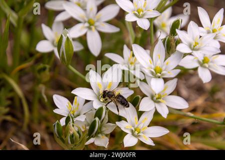 Macro d'une abeille de miel assis sur un Ornithogalum umbellatum - jardin étoile-de-Bethléem fleur Banque D'Images