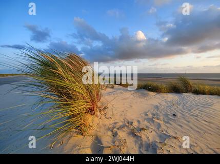 Duenen par la mer, Île Norderney, mer du Nord, Frise orientale, basse-Saxe, Allemagne, Europe Banque D'Images